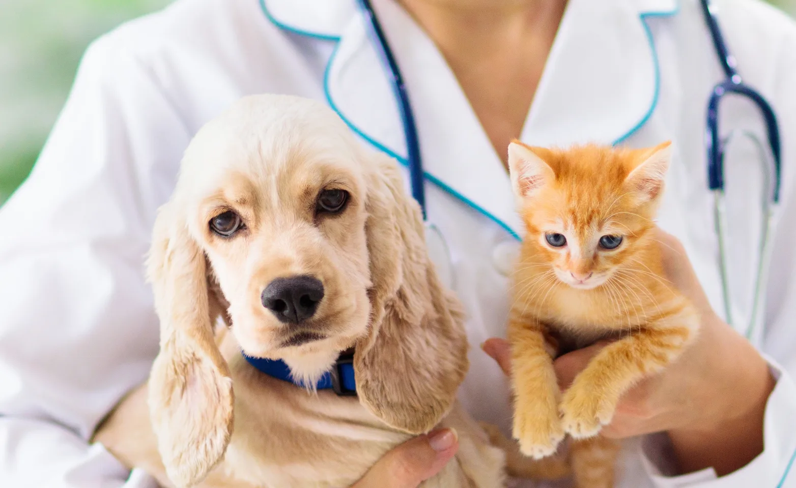 Doctor holding dog and cat